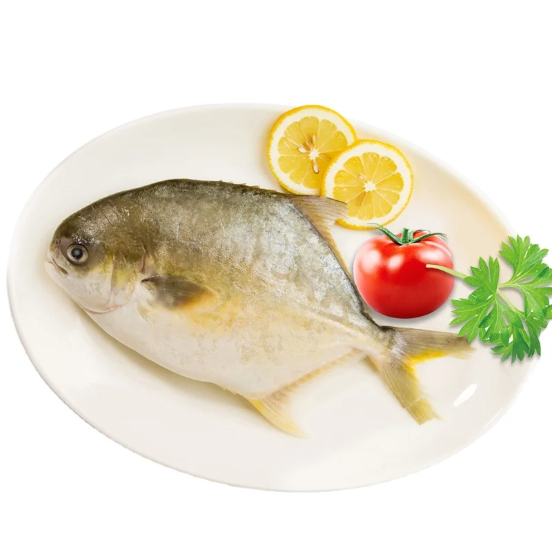 Frozen golden pomfret golden pompano