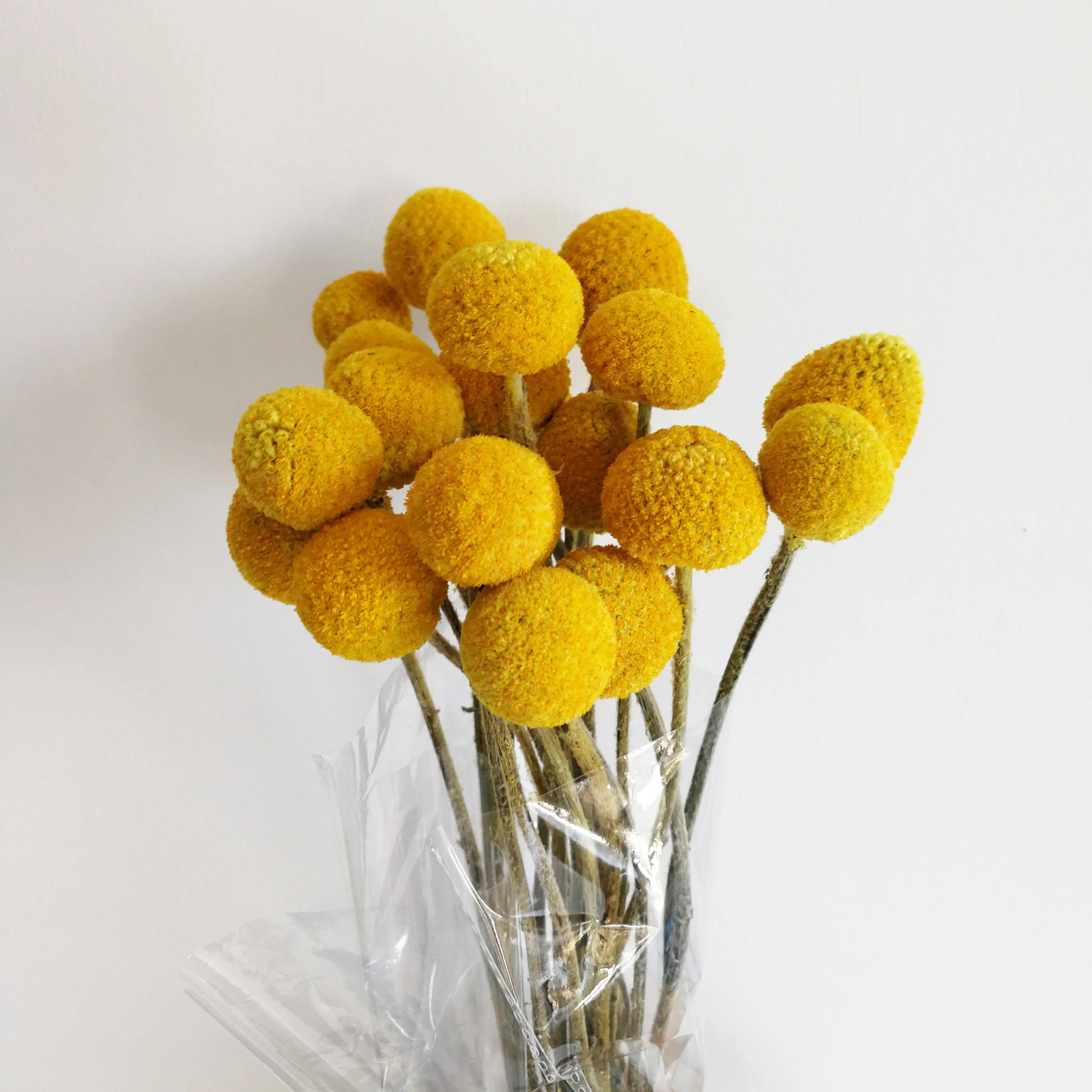 Natural Caspedia flower dry golden billy ball bunch for decorative flower