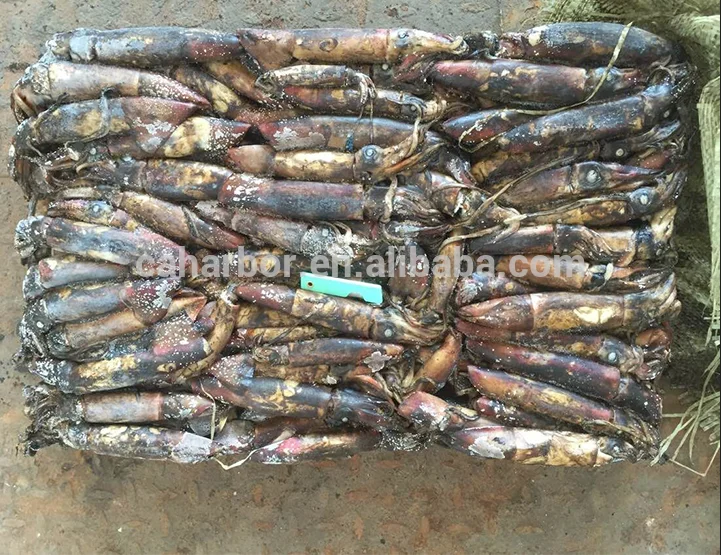 Great quality new catching frozen squid black skin squid ink for cooking for market