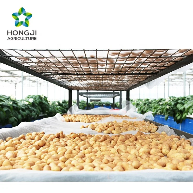 
Delicious Frozen French Frozen Style and Potato Type Frozen French Fries 