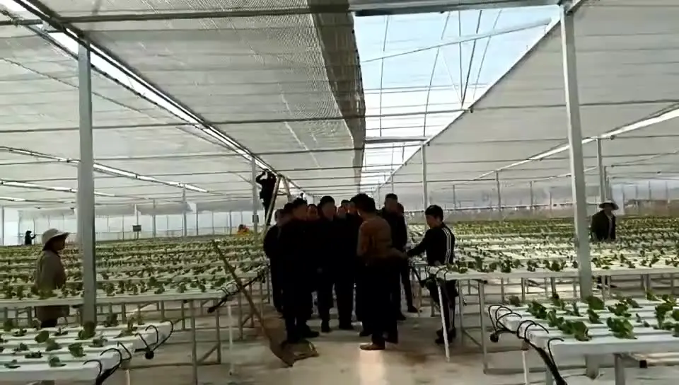 
Tomato and cucumber growing greenhouses-------Film greenhouse with hydroponic system 