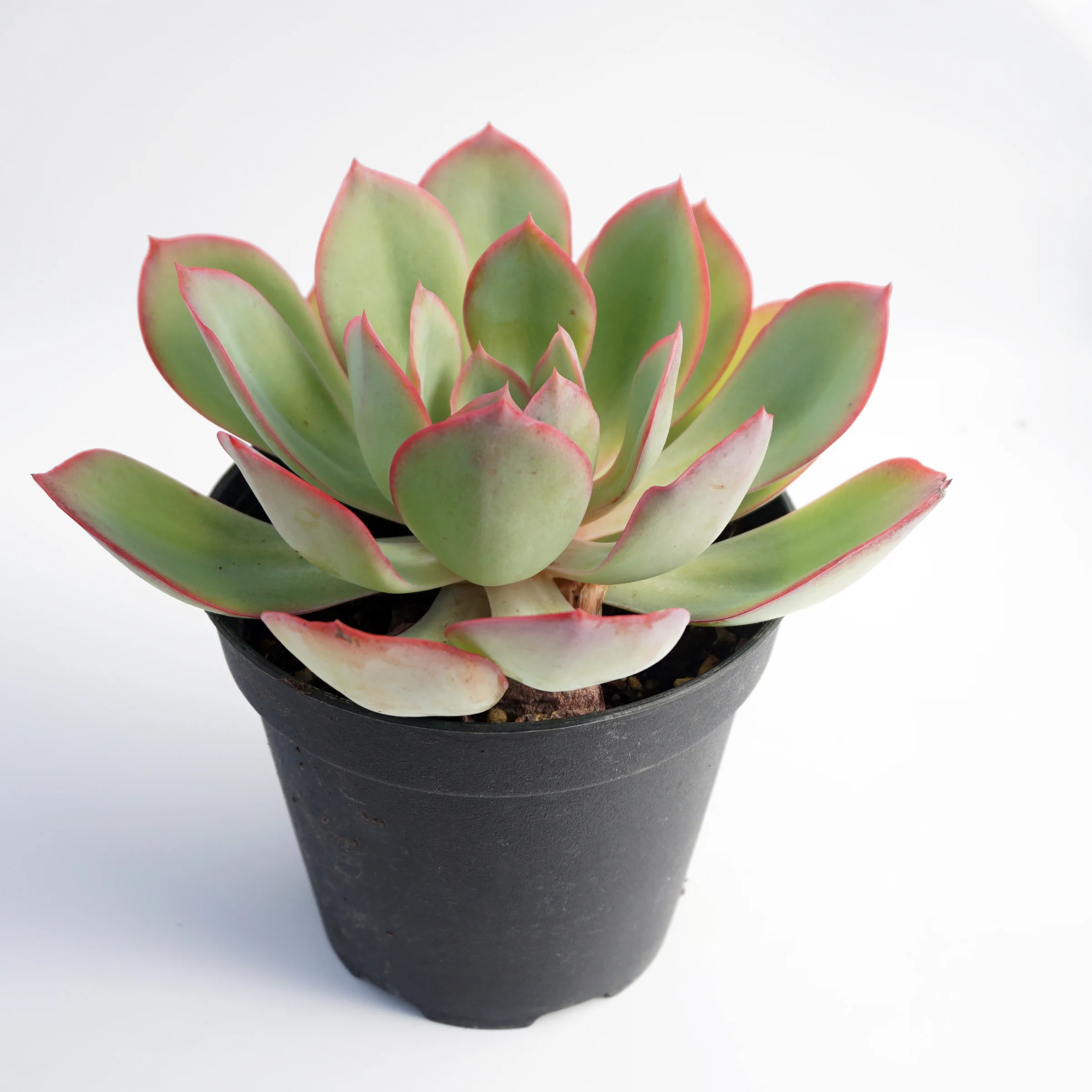 house plants wholesale korean succulents live plants echeveria variegated rare succulent plants