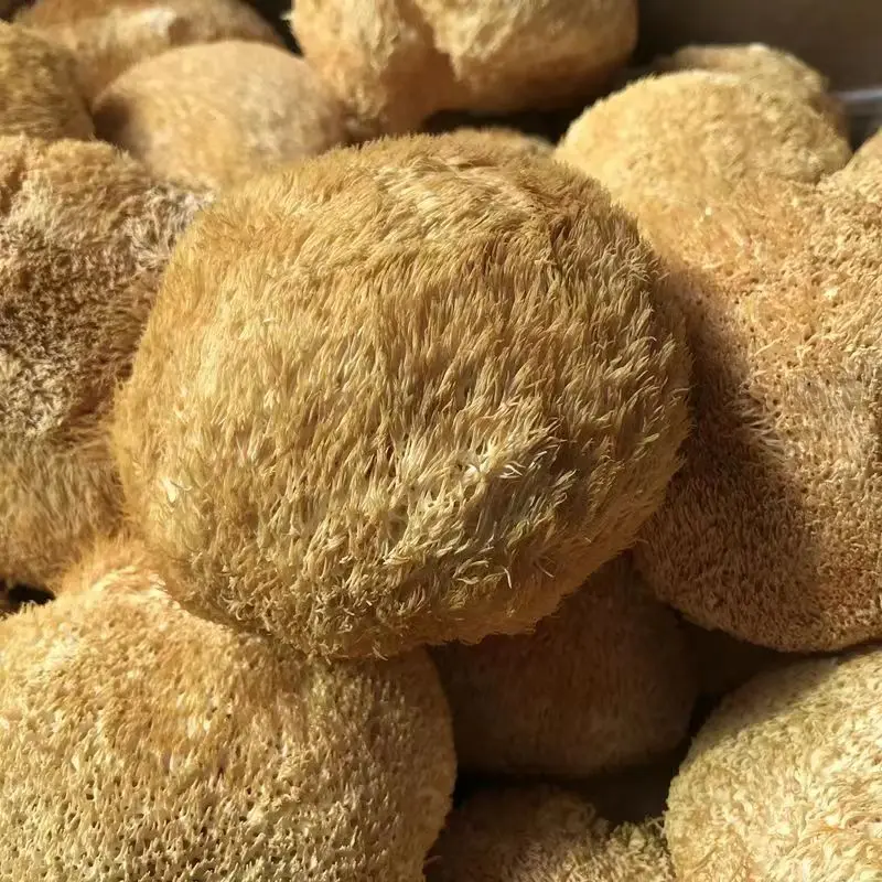 Wholesale lion mane mushroom High Quality Hedgehog Fungus Certified organic Hericium Erinaceus Mushrooms for lions mane capsules