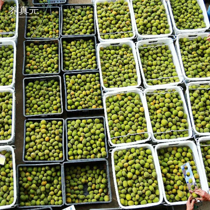 chinese misal monk fruit luo han guo dried siraitia grosvenorii