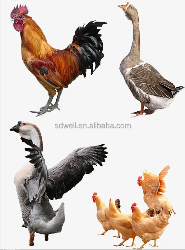 Улучшенная пищеварительная система, кормовая добавка для птиц, для куриных уток