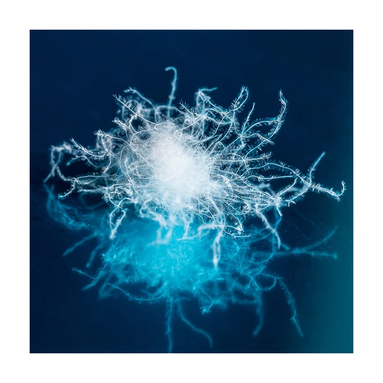 
High Filling Power Fill Material White Goose Down Products Filling Power 1000 for Kids Products Use Gold Goose Down 