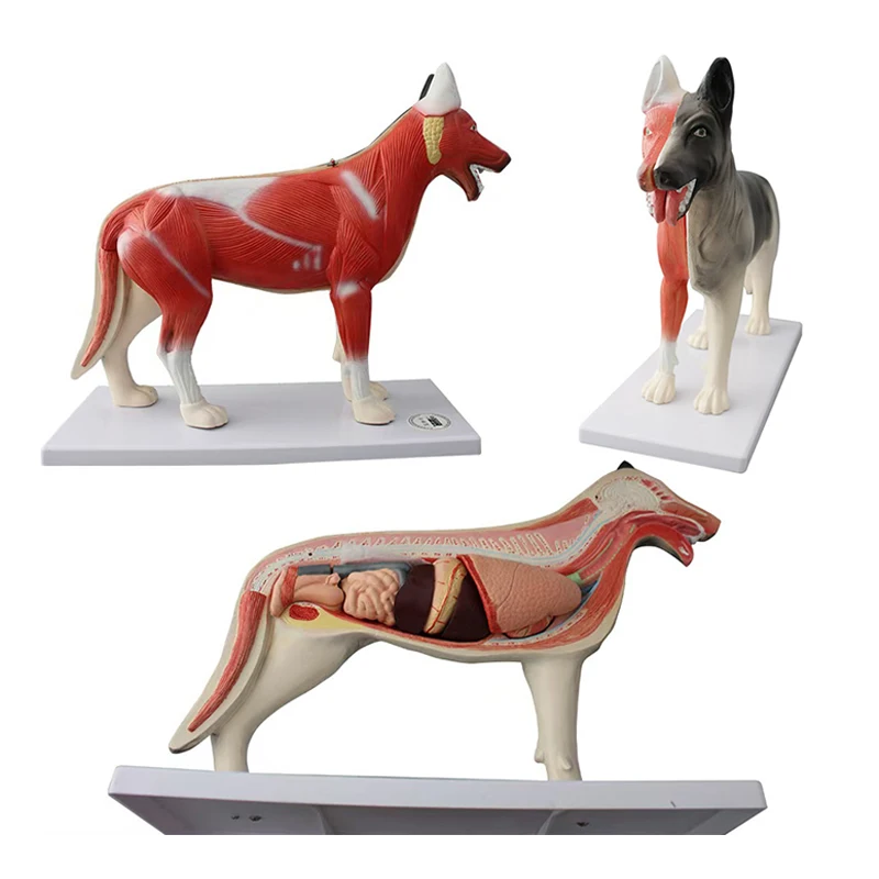 Dog Torso Anatomy Medical Anatomic  Detachable Animal Model  Used for Teaching