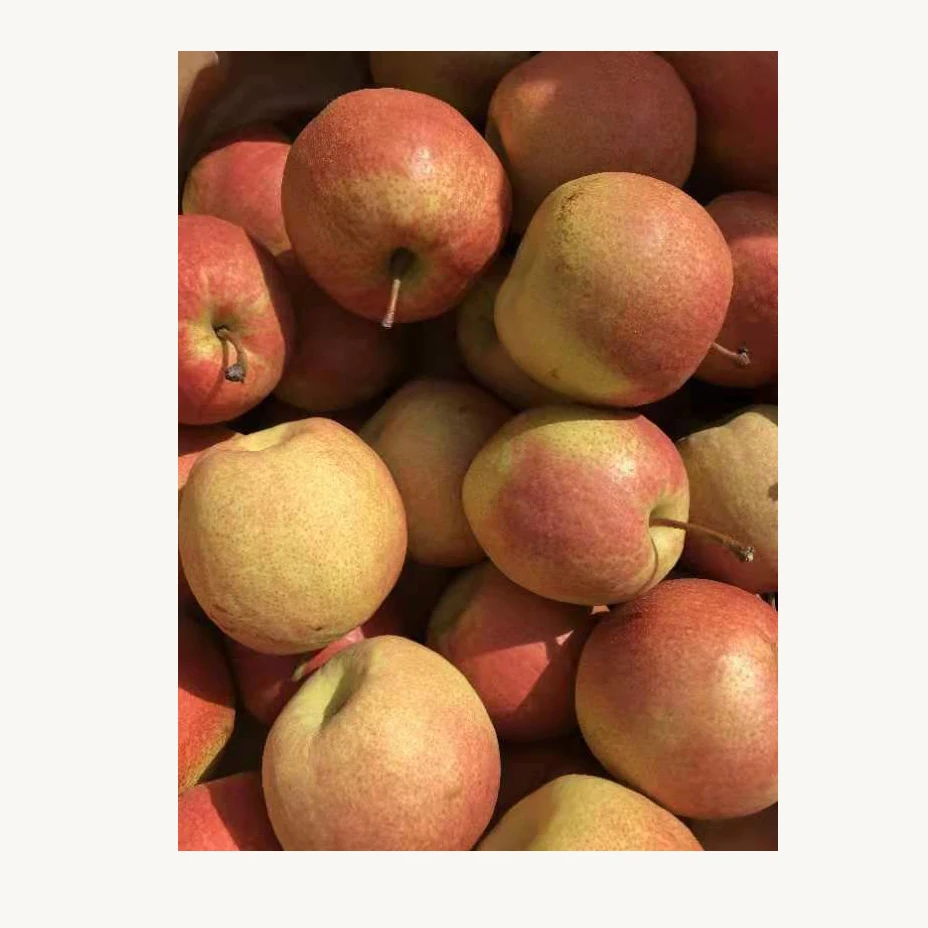 
Wholesale of reliable quality of the new red xiao pear 
