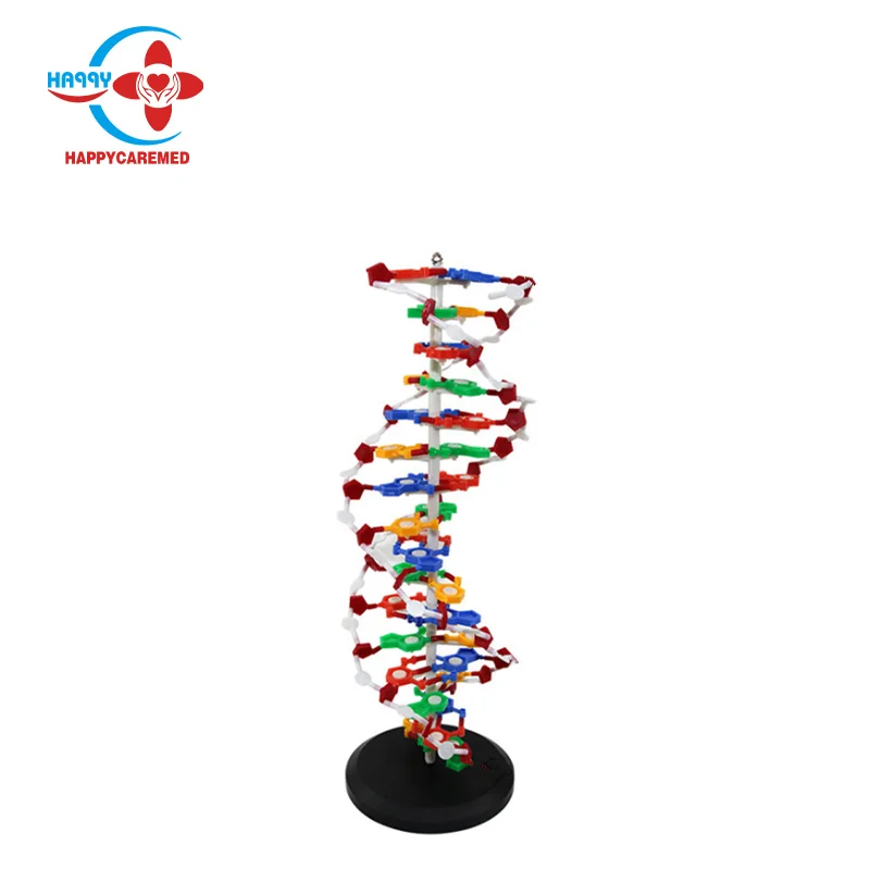 HC-S292 medical training model DNA structure model DNA helix model