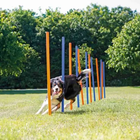 
OEM 12 poles outdoor pet exercise training equipment dog agility slalom 