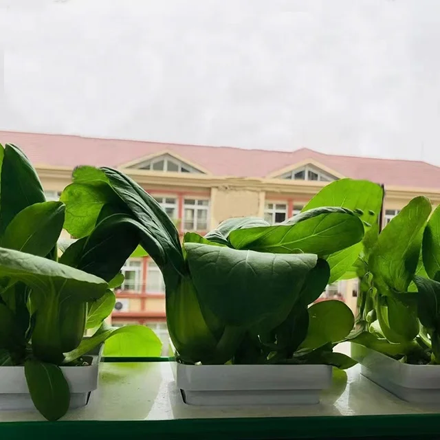 complete hydroponic growing systems hydroponic rock wool cubes for lettuce growing complete hydroponic growing systems