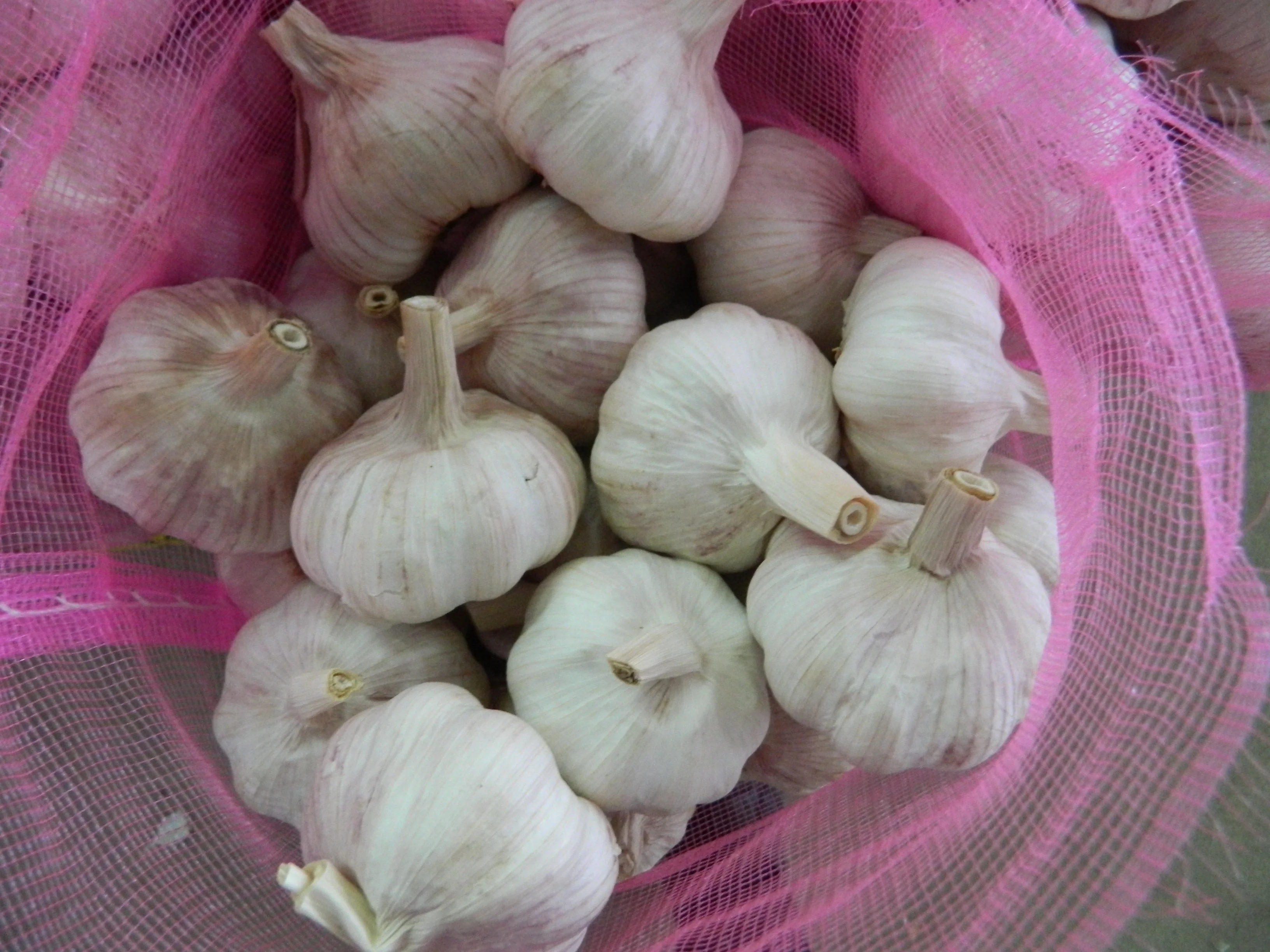 Garlic Planter Provide Best Quality Big Size and 100% Dried Garlic Organic Packed in Box Fresh