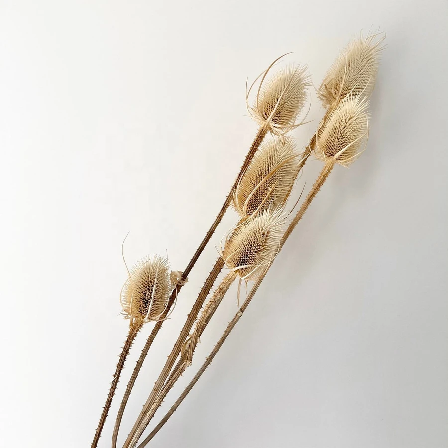 DIY Boho Decoration Wedding Bouquet Natural Wild Common Dried Flowers Native Teasel Thistle Stalks Dipsacus