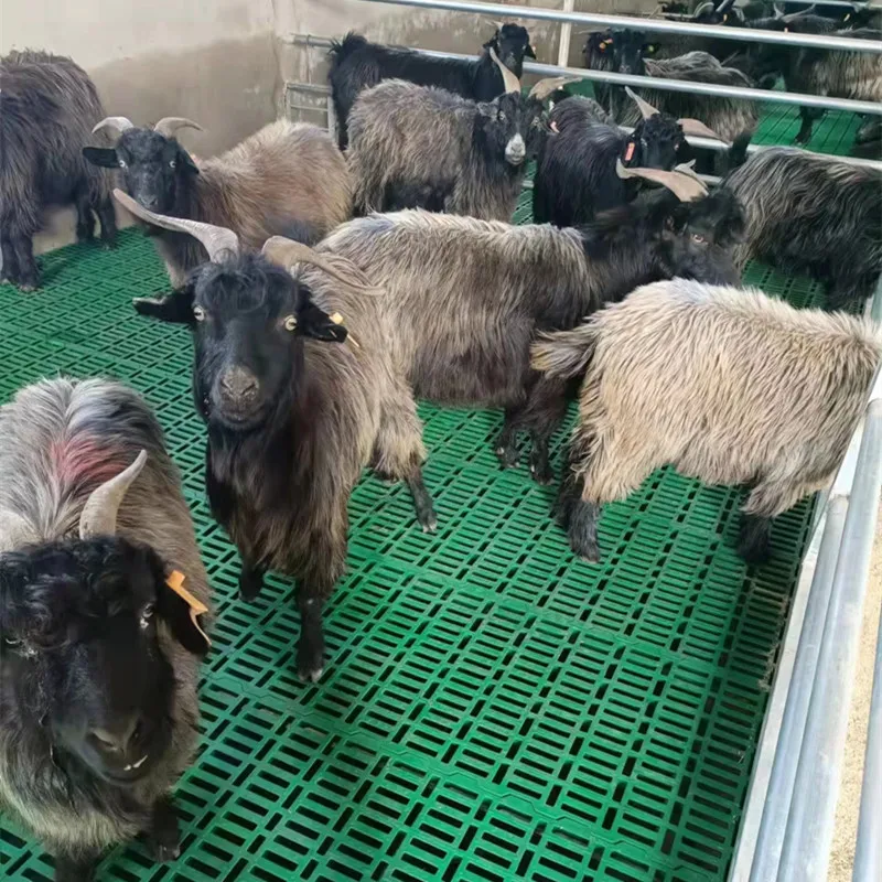 Hot Selling Pig Farm Equipment Livestock Slotted Slatted Flooring Goat Plastic Pig Goat Plastic Slatted Flooring