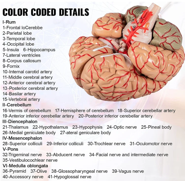 Medical Science teaching resources Human brain Model Brain anatomical model 9 parts assembled with digital markings