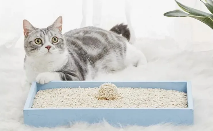 catlitter