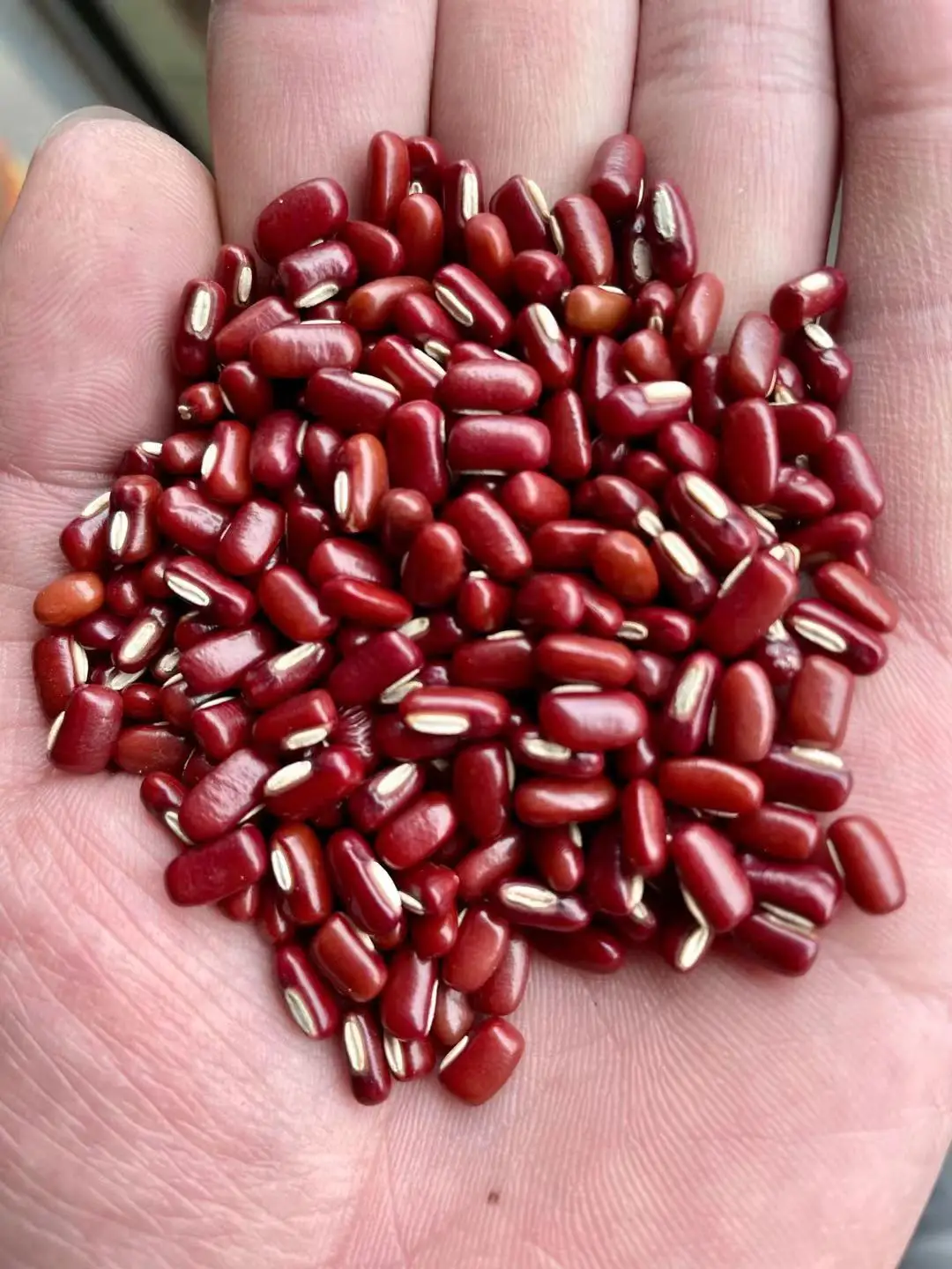 Organic adzuki bean  Organic small red bean Organic azuki bean