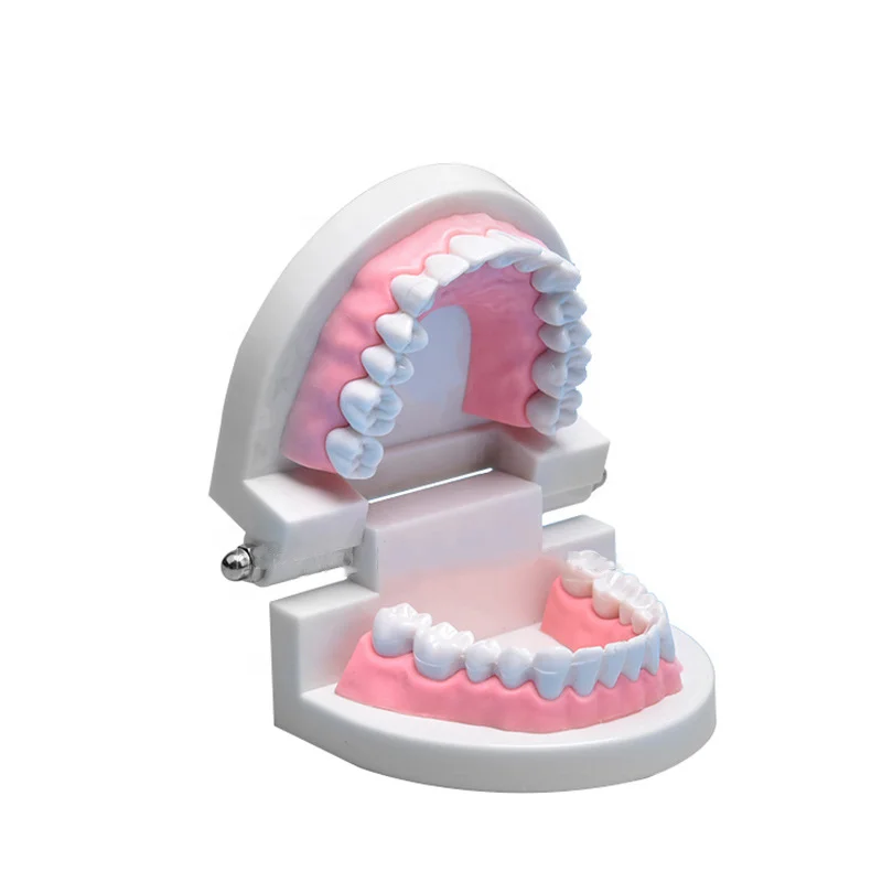 Dental Teeth Model Life Size Removable Oral Health Care for Kids Dental Teaching Model Upper Lower Jaw Educational Supplies