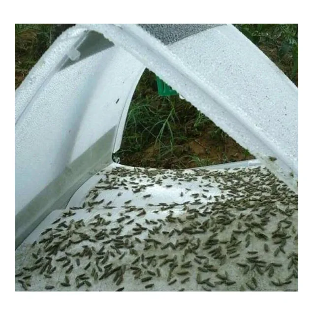 Tuta absoluta insect pheromone lure to control tomato pest