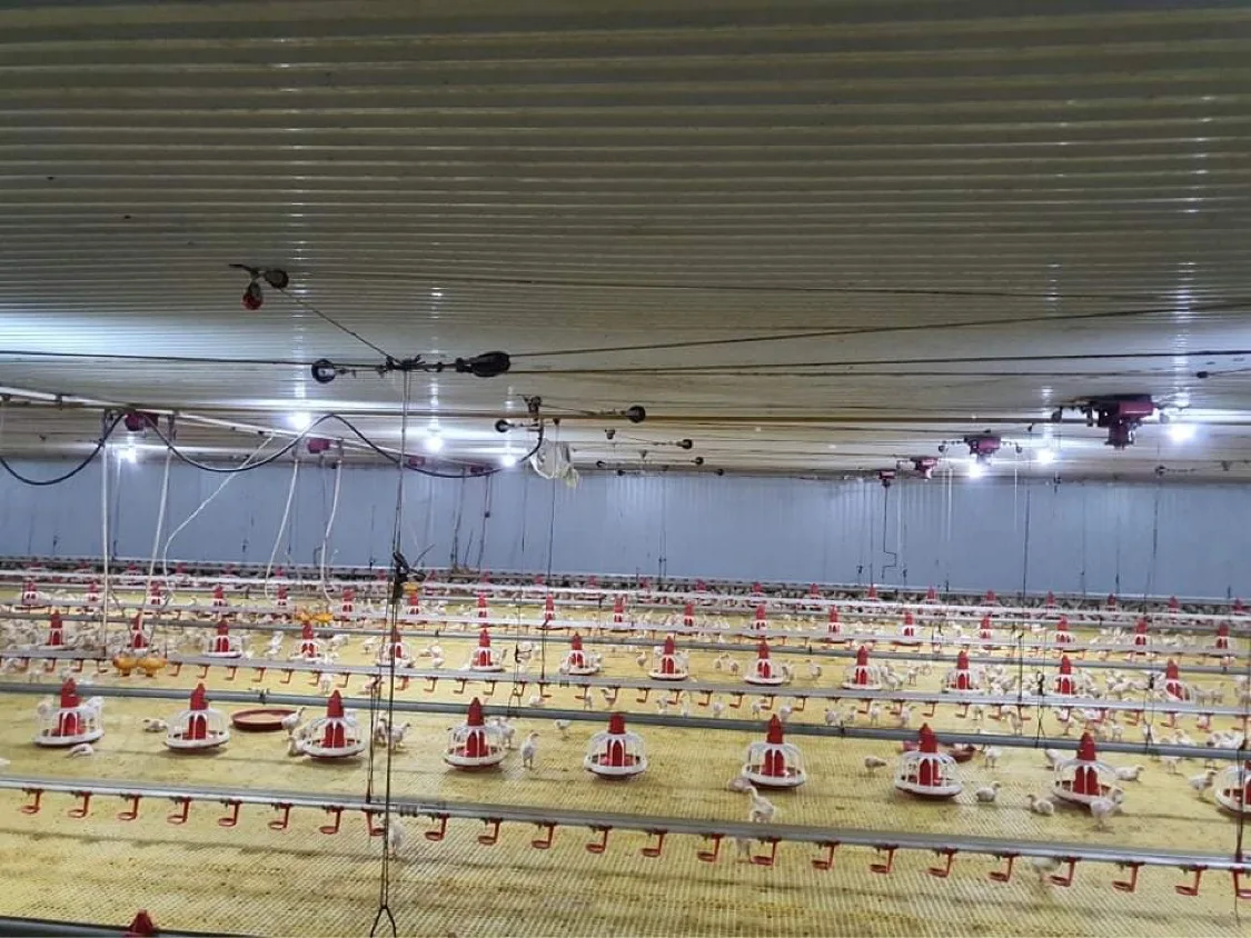 pan feeder feeding system for chicken farm broiler farm poultry equipment