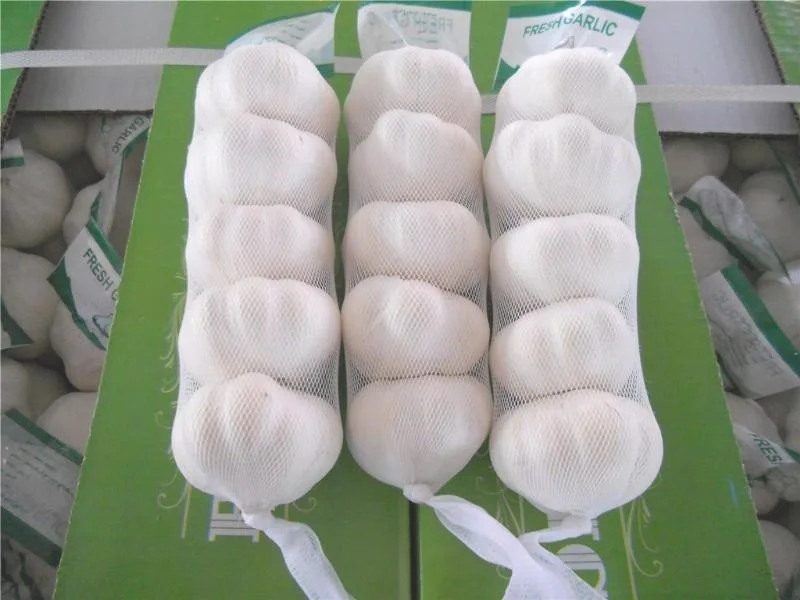 Fresh Garlic  Fresh Natural Garlic New crop Hot sales