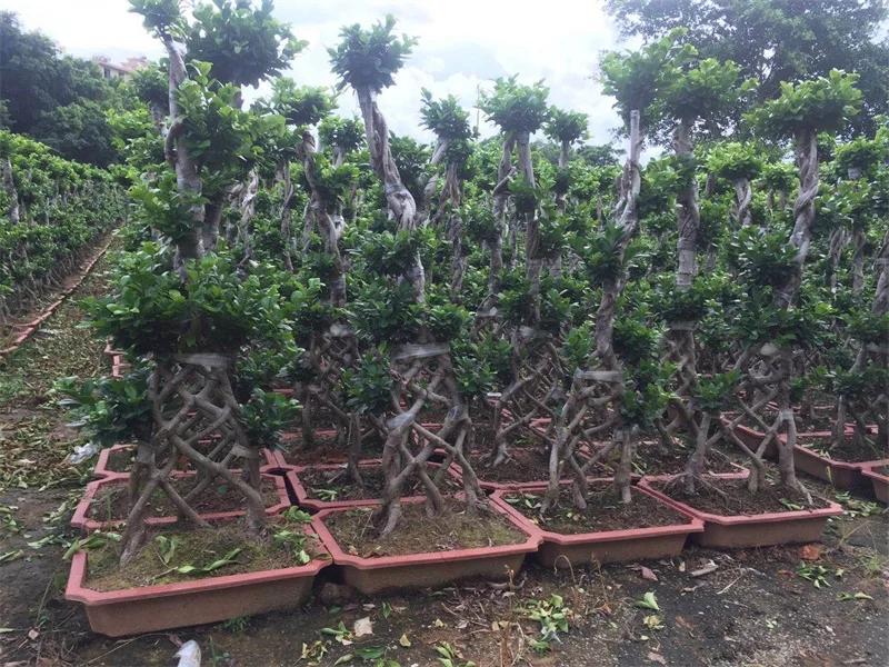 Banyan Tree Bonsai live bonsai tree