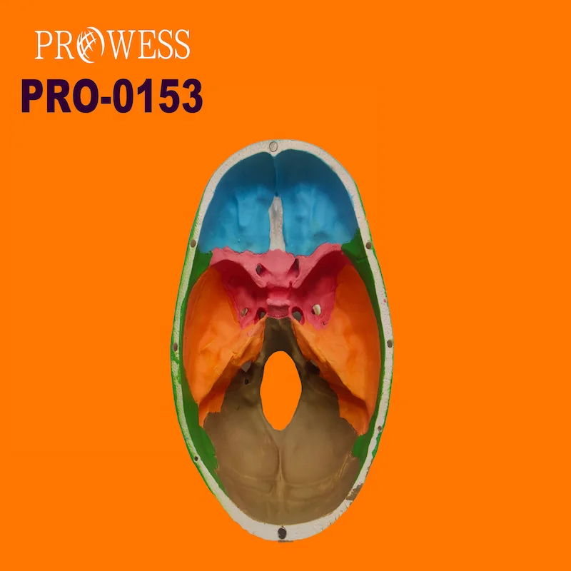 PRO-0153 Colored Human Skull Model Medical Anatomical for Medical Teaching