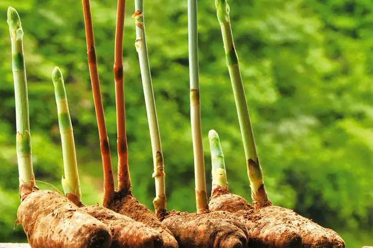 Hot Sale Manufacturer Supply Chinese Traditional Tonic Herb Tianma Gastrodiae Rhizoma Gastrodia Elata Extract