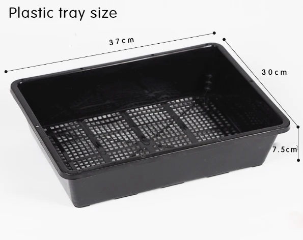 
violet Lithops in bonsai Wholesale sales of all kinds of Dendrobium lithops 