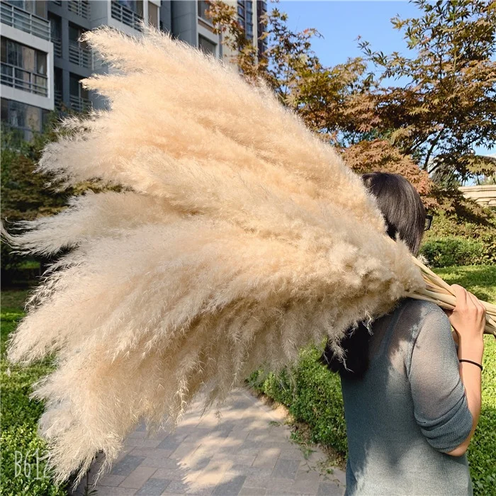 DR-0805 Amazon Pink Preserved Flowers 60-120cm Large 4ft Natural Dried Pampas Grass For Decor