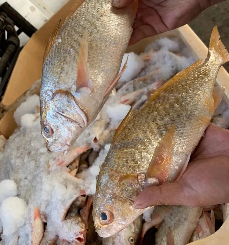 Оптовая продажа морепродуктов замороженная свежая Желтая рыба Croaker