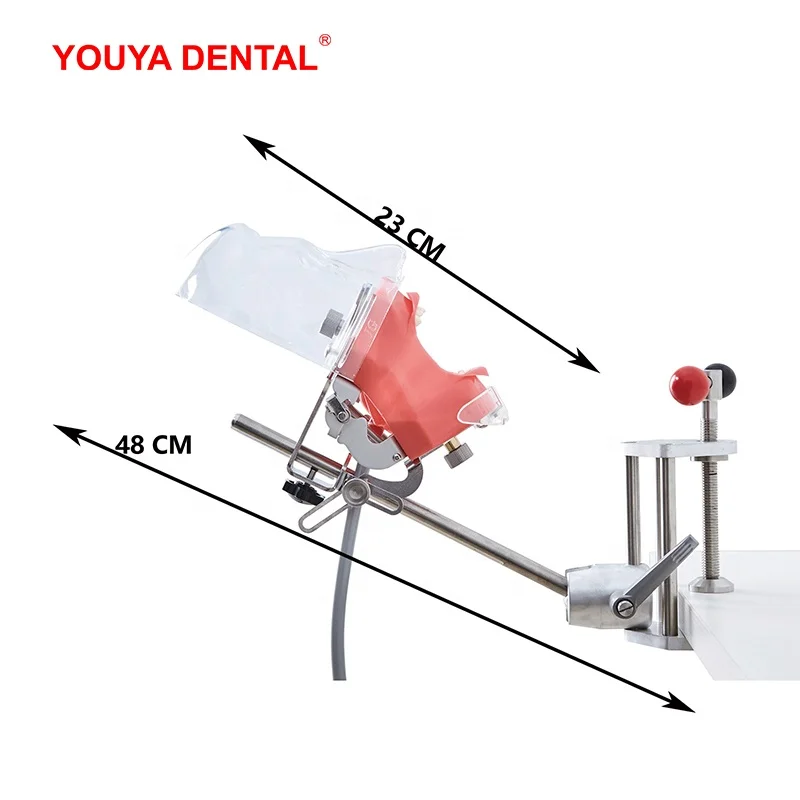 Dental model simulation practice simulator, detachable dental teaching simulator , prepared dental practice simulator