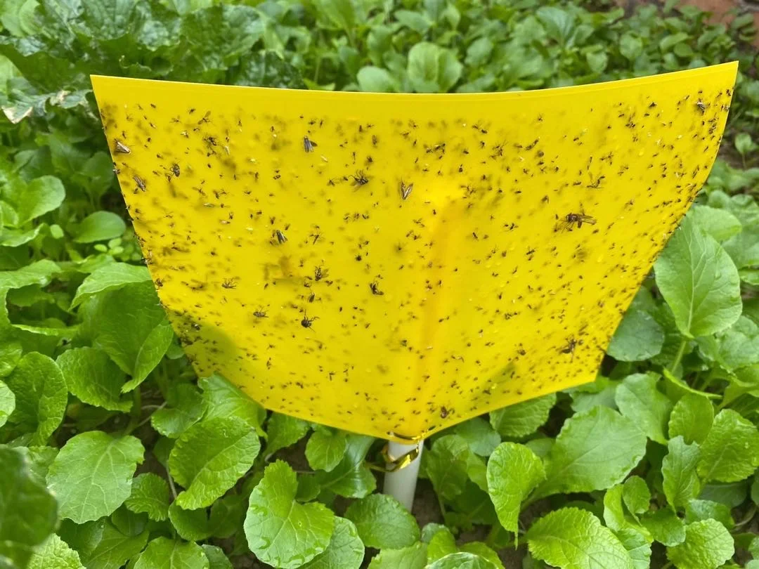 Insect Yellow Blue sticky cards glue traps 20*25cm two sided glues and releasing films to control moth flies aphids Thrips