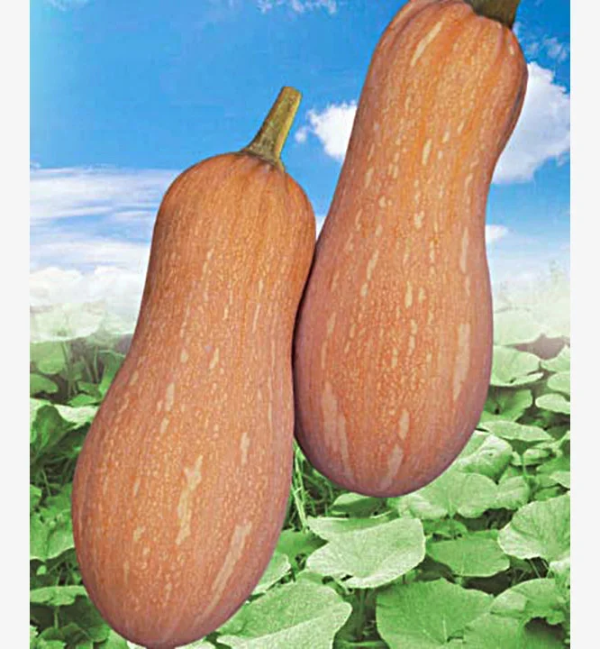 NPU01 Kuaidian, высокое качество, оптовая продажа, семена тыквы, цена, купить семена тыквы