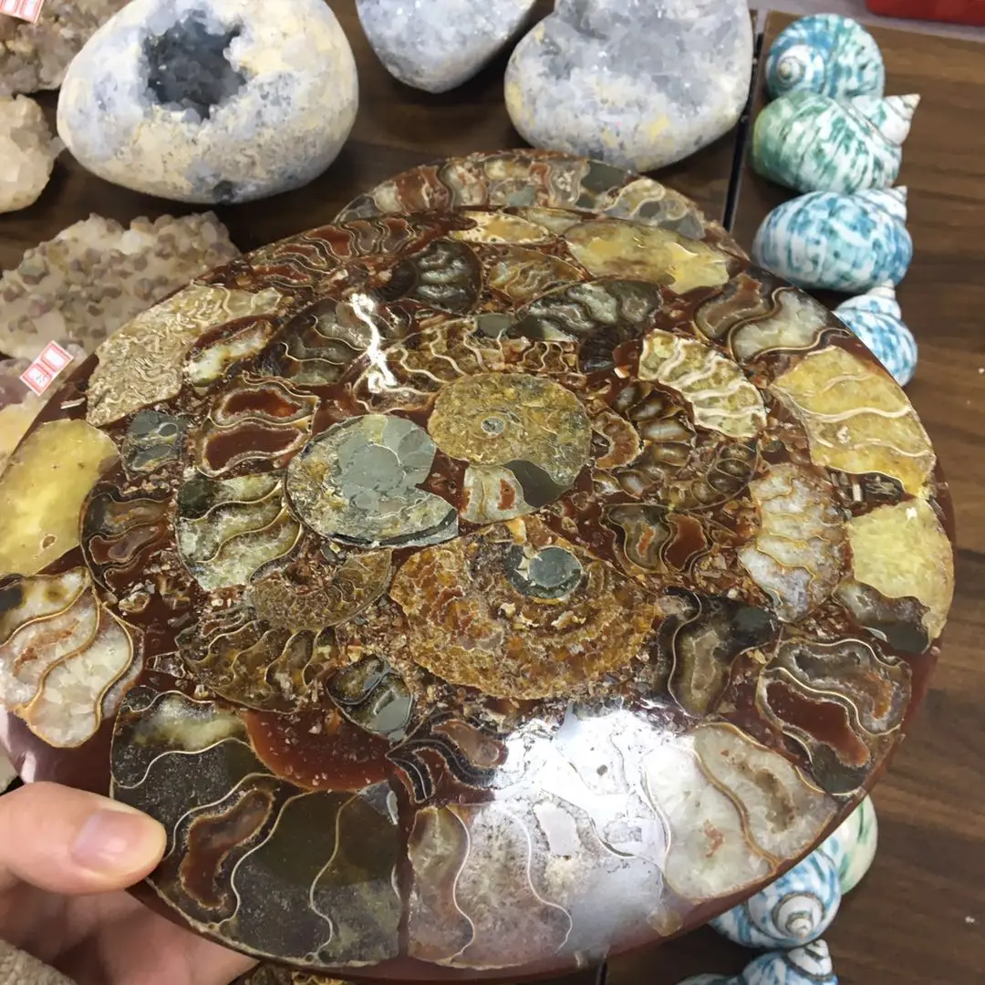 wholesale big ammonite plate natural conch fossil specimen shell Healing for fengshui decoration