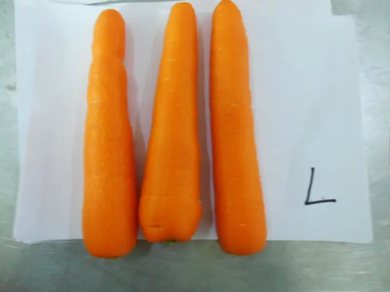 Fresh Carrots Good  Price Shandong China 316 carrots