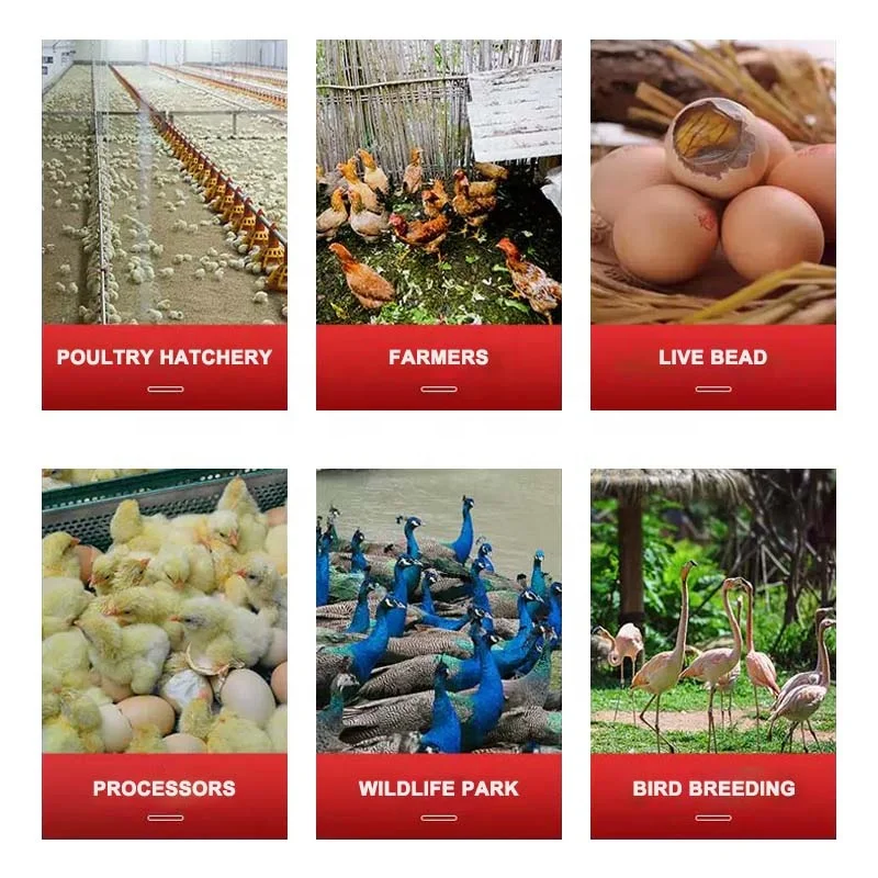 Factory hot sale chicken solar fully automatic incubator egg hatching machine home use Egg Incubator with high quality