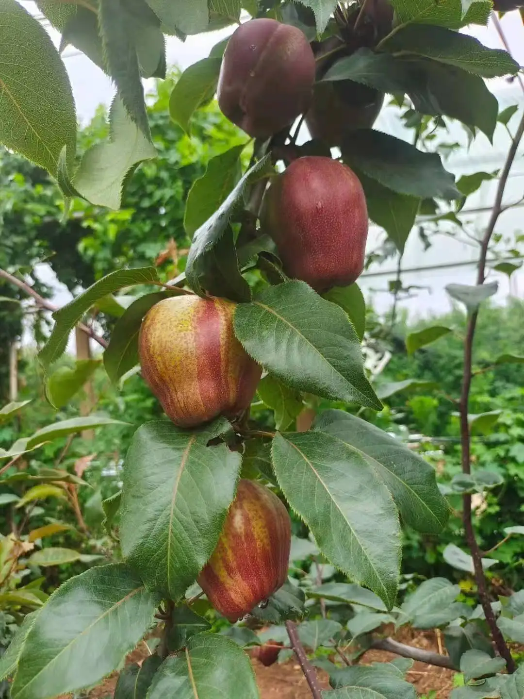 Factory Price Fresh Pear From Chinatyrkey Fresh Pear