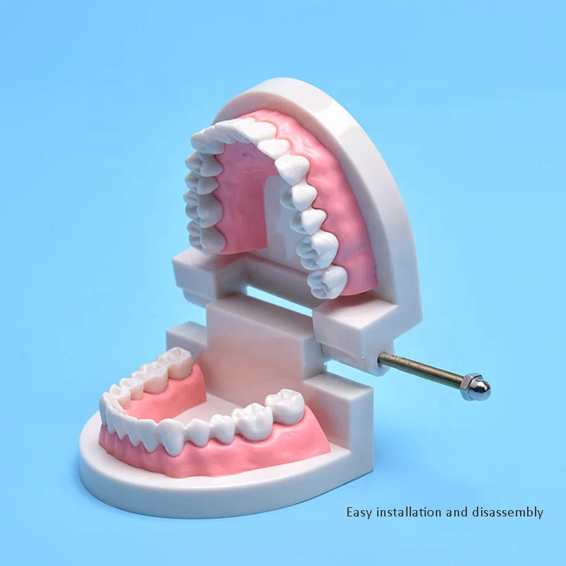 Dental Teeth Model Life Size Removable Oral Health Care For Kids Dental Teaching Model Upper Lower Jaw Educational Supplies