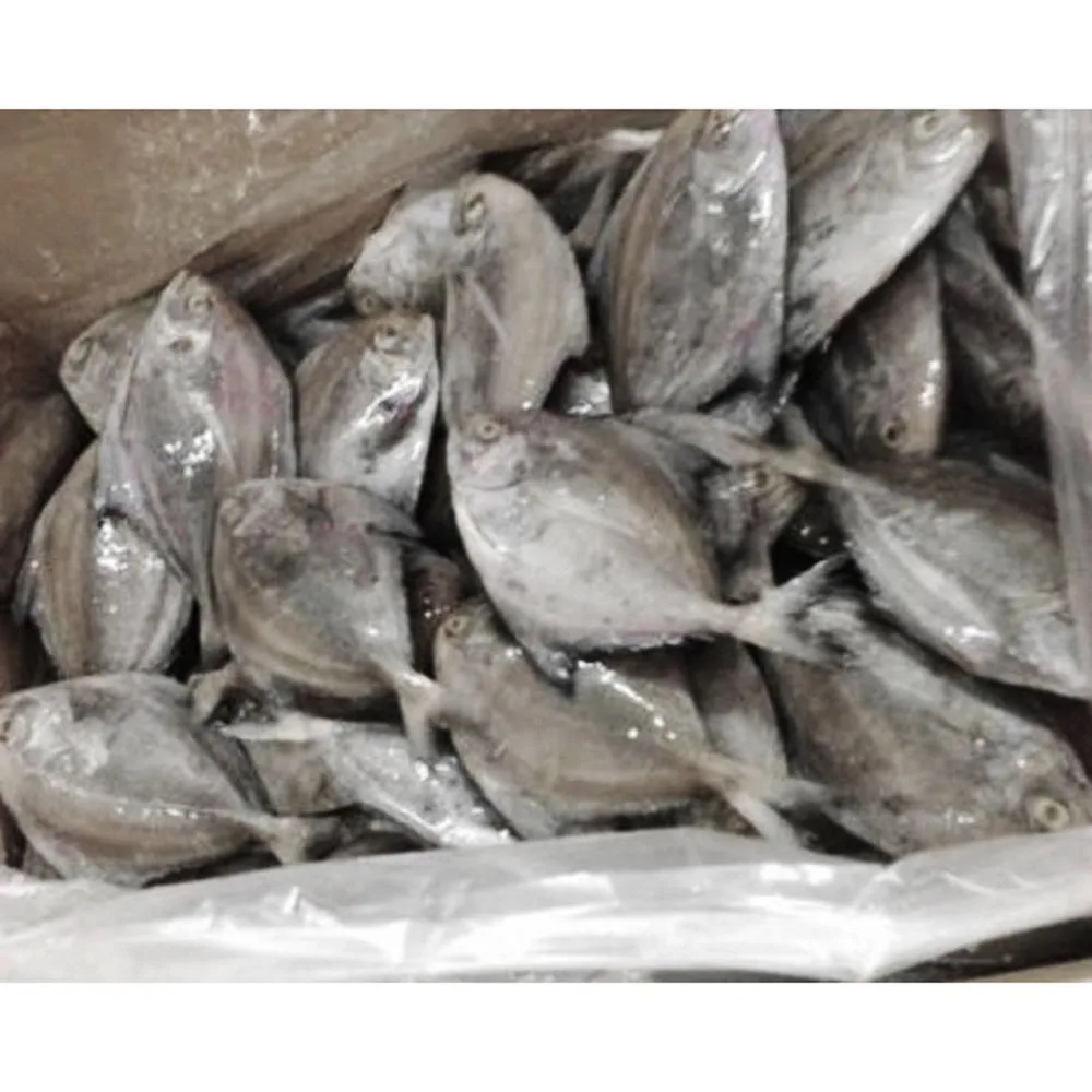 frozen pomfret fish frozen black pomfret price frozen black pompano fish