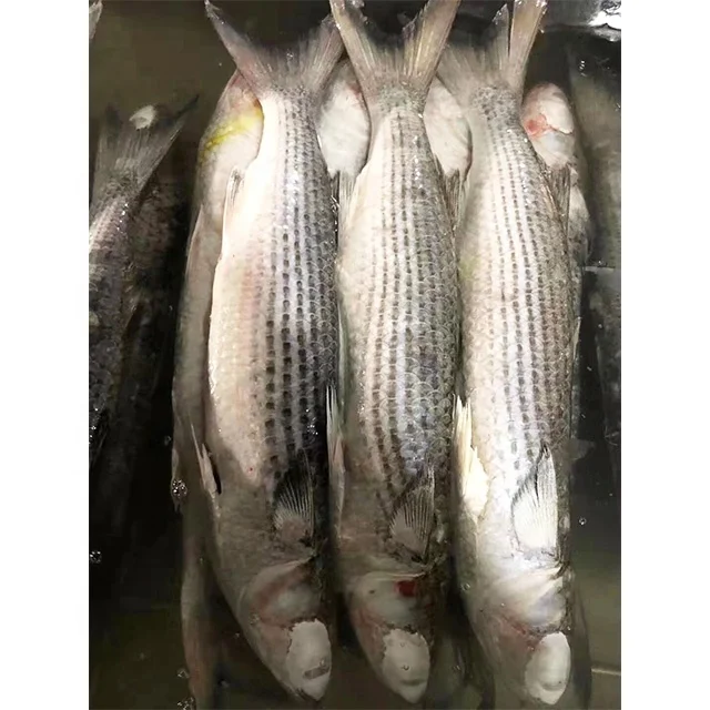 frozen fish seafood grey mullet
