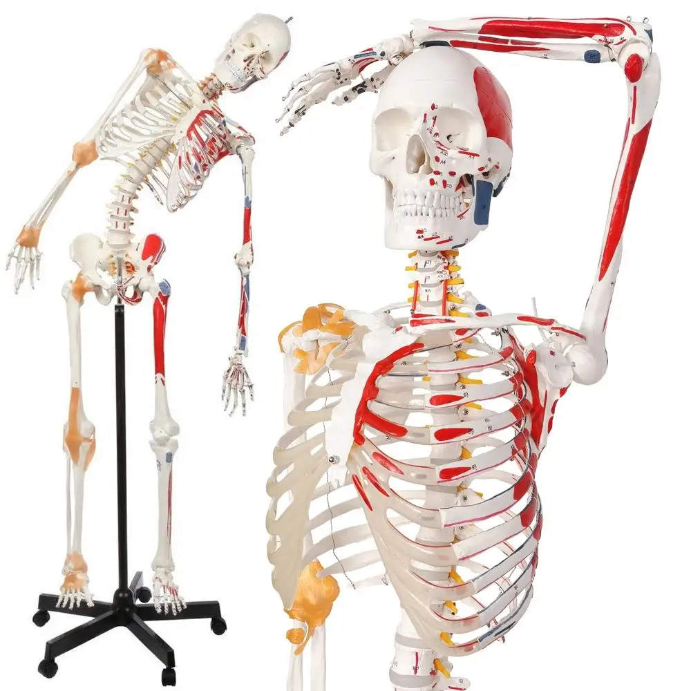 XX-A103LP 170 cm marked muscle starting and ending points with ligament marking numbers, flexible human bone model