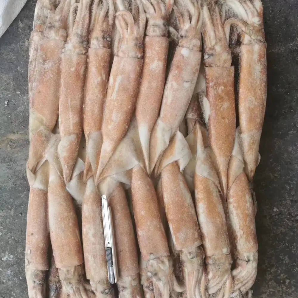 Japanese Flying Squid 20Kg Block Frozen Squid Raw Material