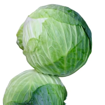 Hot sale round Beijing cabbages vegetables fresh produce