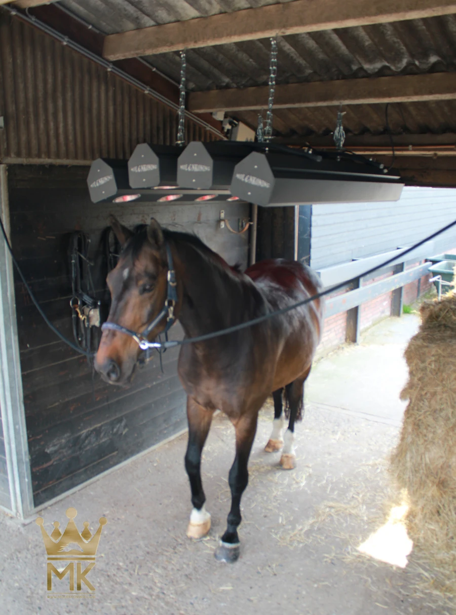 MK Solarium for horses, rehabilitation