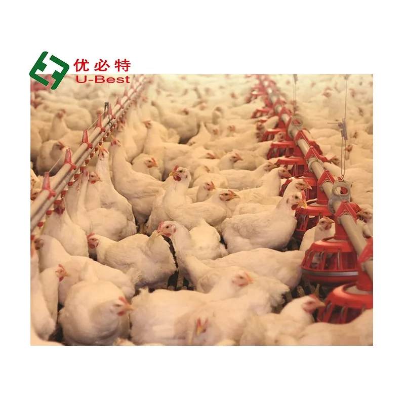 Good Quality Automatic  Broiler Feed and Drinking System Chicken Poultry Farm Equipment