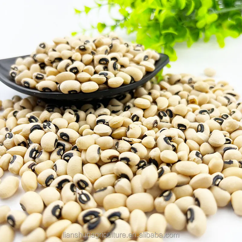 Factory Direct Sale  Cow Pea BLACK EYED BEANS