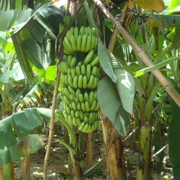 NPK Quick Release Type Water Soluble Fertilizer 20-10-30 15 15 15 19-19 -19 0-52-34