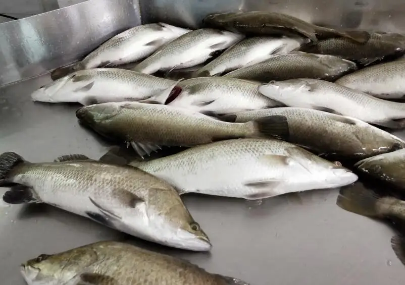  Китай высокое качество рыба замороженные морепродукты цельная замороженная морская