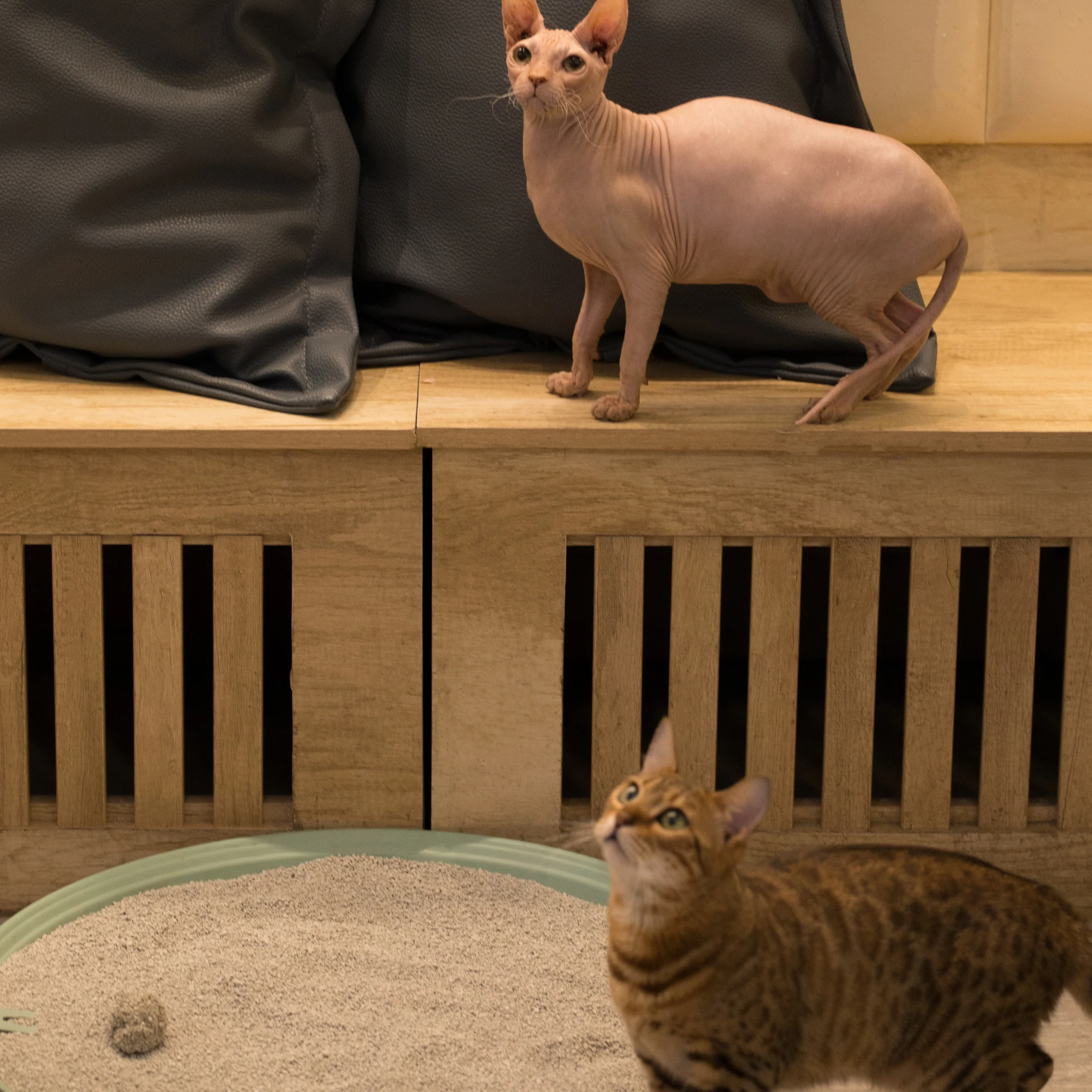 
factory supply dust free Natural bentonite clay cat litter wholesale 